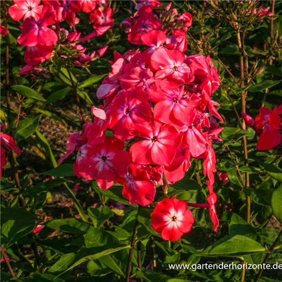 Hohe Flammenblume