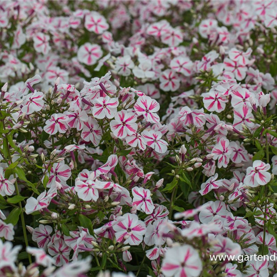 Hohe Flammenblume