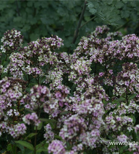 Hohe Flammenblume