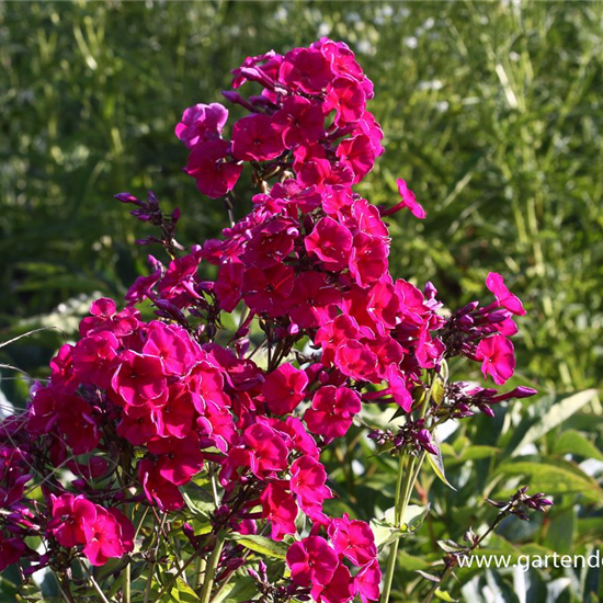 Hohe Flammenblume