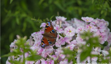 Zum Vergrößern klicken Bildvorschau