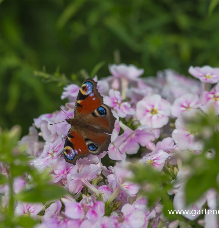 Phlox paniculata 'Younique Bicolor' -R- Phlox paniculata 'Younique Bicolor' -R-