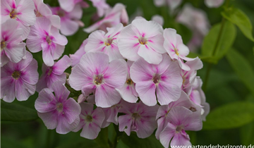 Zum Vergrößern klicken Bildvorschau