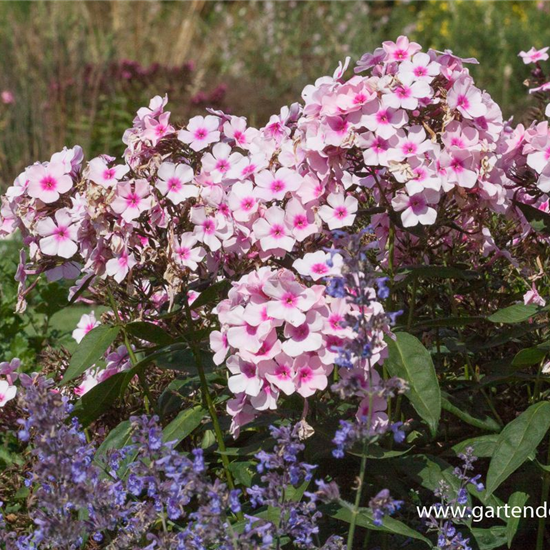 Hohe Garten-Flammenblume