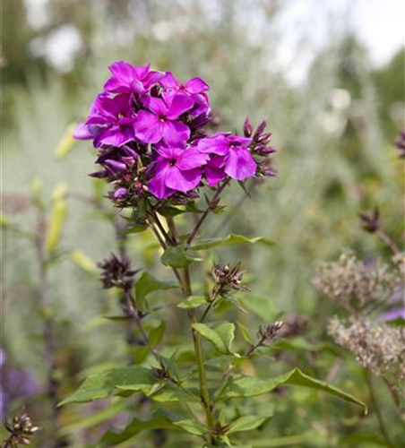 Hohe Garten-Flammenblume 'Starfire'