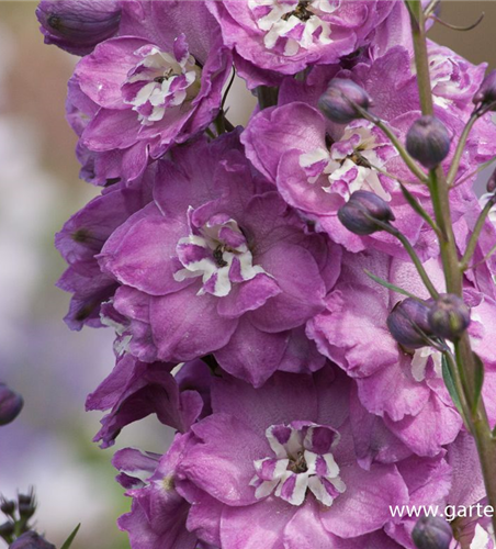 Hoher Garten-Rittersporn 'Pink Power'