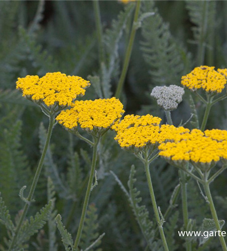 Hohe Garten-Gold-Garbe 'Coronation Gold'