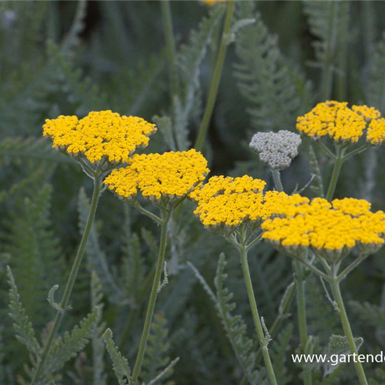 Hohe Garten-Gold-Garbe 'Coronation Gold'