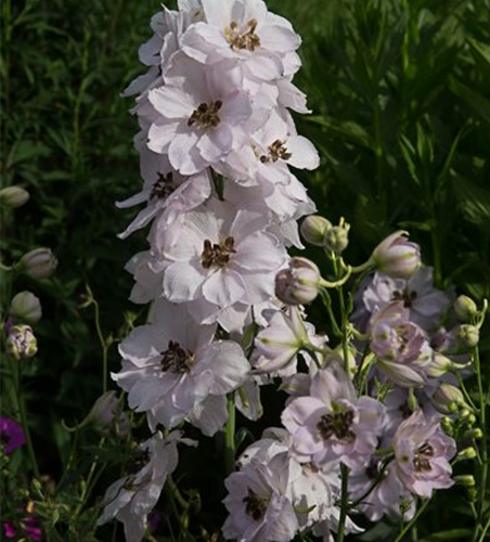 Hoher Garten-Rittersporn 'Sky Sensation'