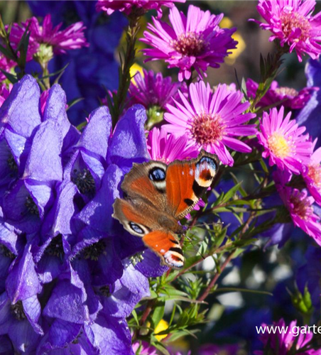 Hoher Herbst-Eisenhut Hoher Herbst-Eisenhut