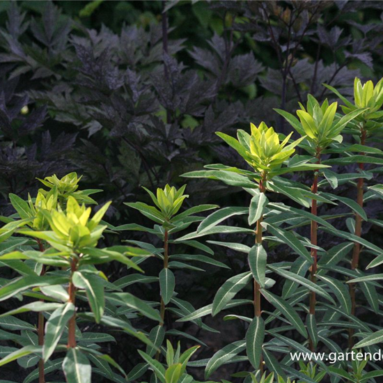 Hohe Garten-Wolfsmilch 'Goldener Turm'