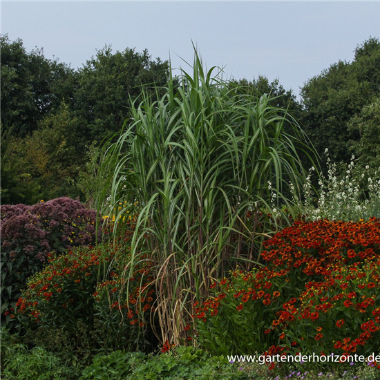 Hohes Garten-Chinaschilf 'Aksel Olsen'