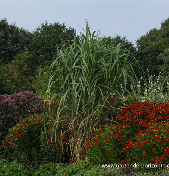 Miscanthus x giganteus 'Aksel Olsen'
