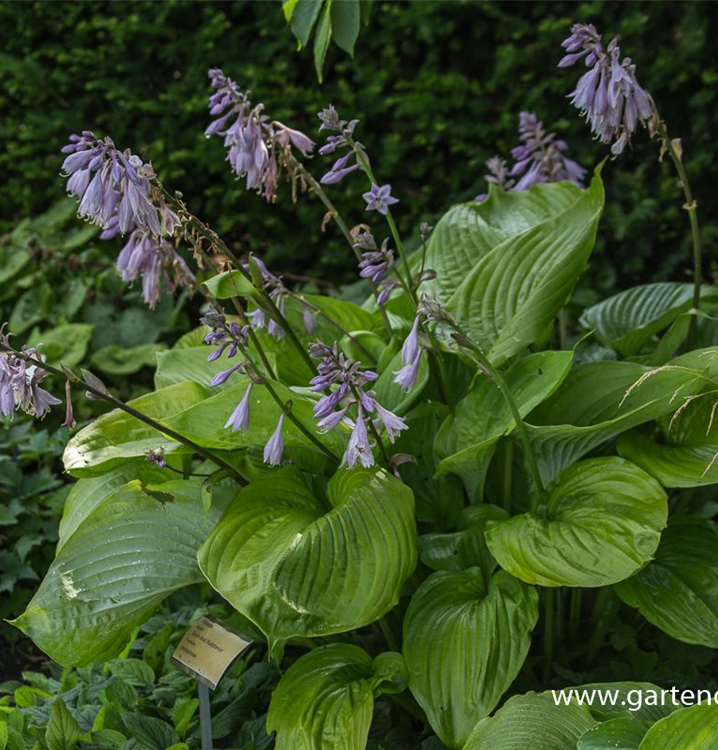 Großblättrige Funkie Großblättrige Funkie