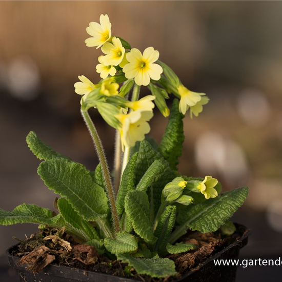 Hohe Schlüsselblume