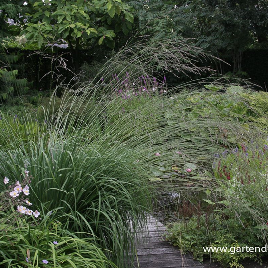 Hohes Garten-Pfeifengras 'Karl Foerster'