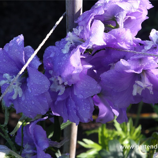 Hoher Garten-Rittersporn 'Delphi´s Misty'