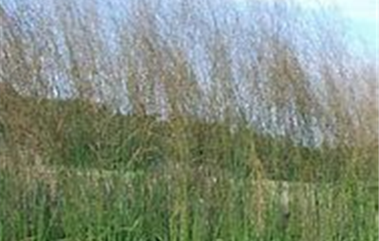 Hohes Garten-Pfeifengras 'Transparent'