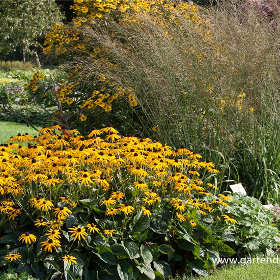 Hohes Garten-Pfeifengras 'Transparent'