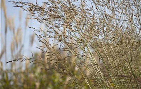 Hohes Garten-Pfeifengras 'Windspiel'