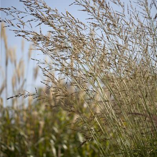 Hohes Garten-Pfeifengras 'Windspiel'