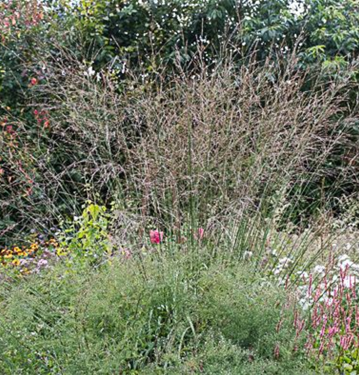 Molinia arundinacea 'Skyracer'