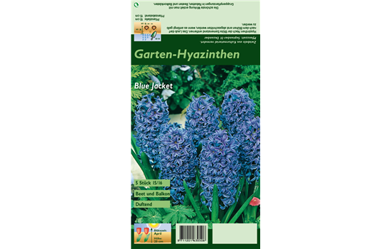 Hyazinthe 'Blue Jacket'