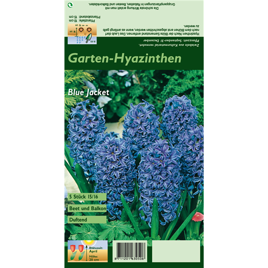 Hyazinthe 'Blue Jacket'