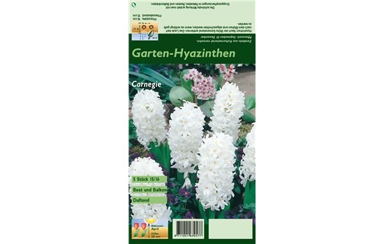 Hyazinthe 'Carnegie'