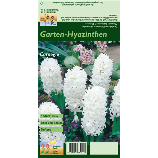 Hyazinthe 'Carnegie'