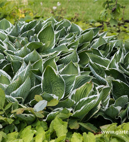 Hosta x fortunei 'Francee'