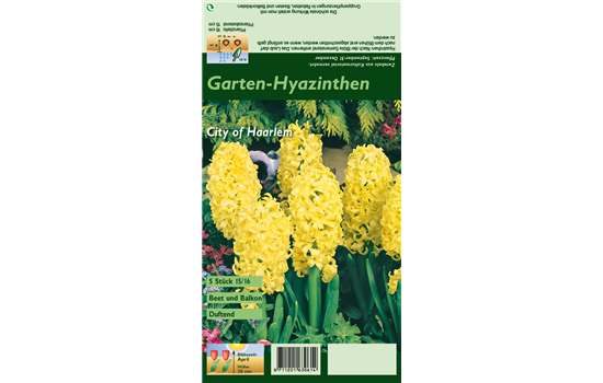 Hyazinthe 'City Of Haarlem'