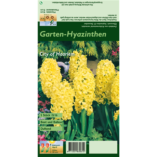 Hyazinthe 'City Of Haarlem'