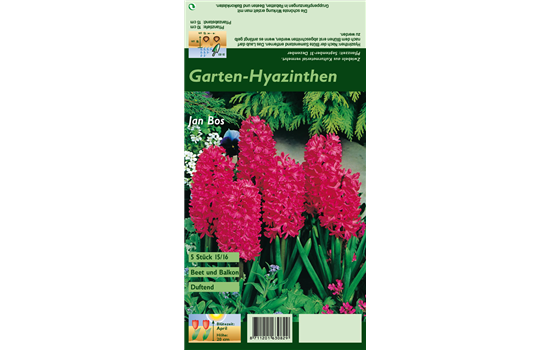 Hyazinthe 'Jan Bos'