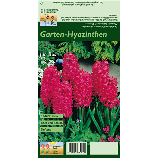 Hyazinthe 'Jan Bos'