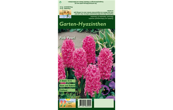 Hyazinthe 'Pink Pearl'
