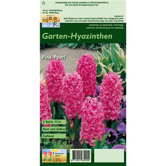 Hyazinthe 'Pink Pearl'