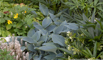 Zum Vergrößern klicken Bildvorschau