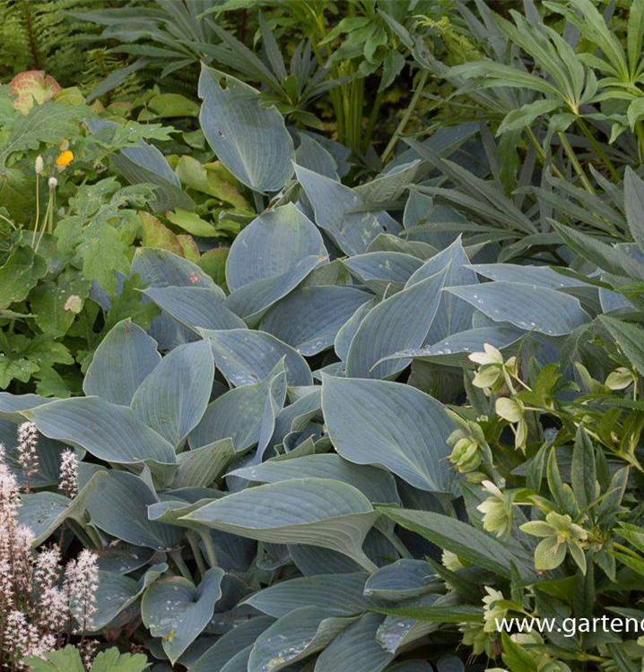 Graublaue Funkie Graublaue Funkie