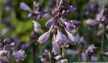 Zum Vergrößern klicken Bildvorschau