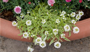 Zum Vergrößern klicken Bildvorschau