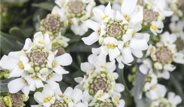 Zum Vergrößern klicken Bildvorschau