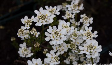 Zum Vergrößern klicken Bildvorschau