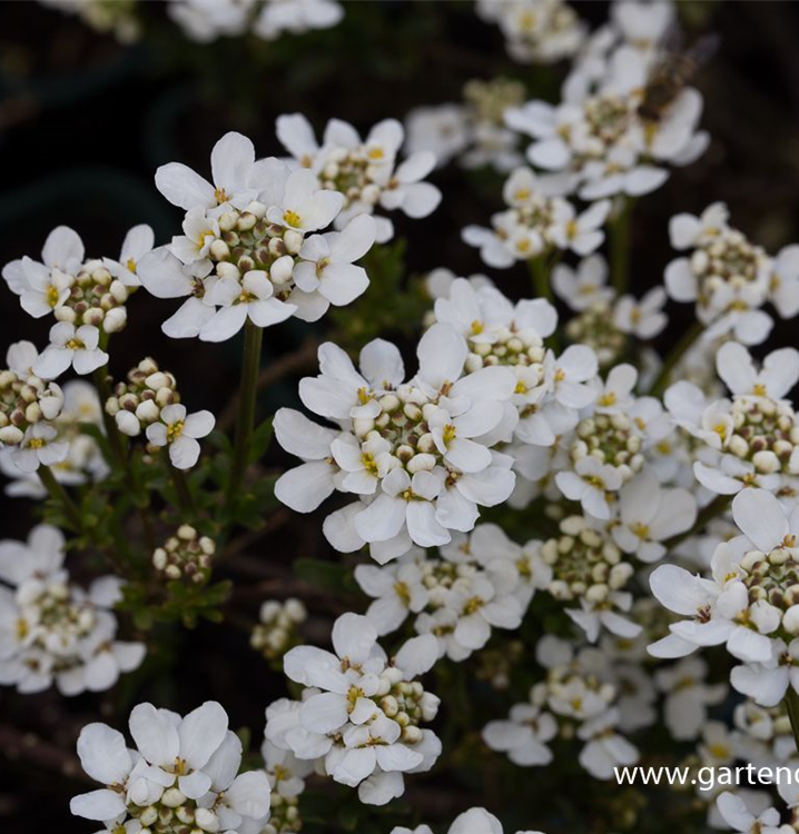 Immergrüne Schleifenblume Immergrüne Schleifenblume