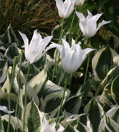 Hosta x fortunei 'Patriot'