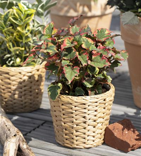 Houttuynia cordata 'Chameleon'