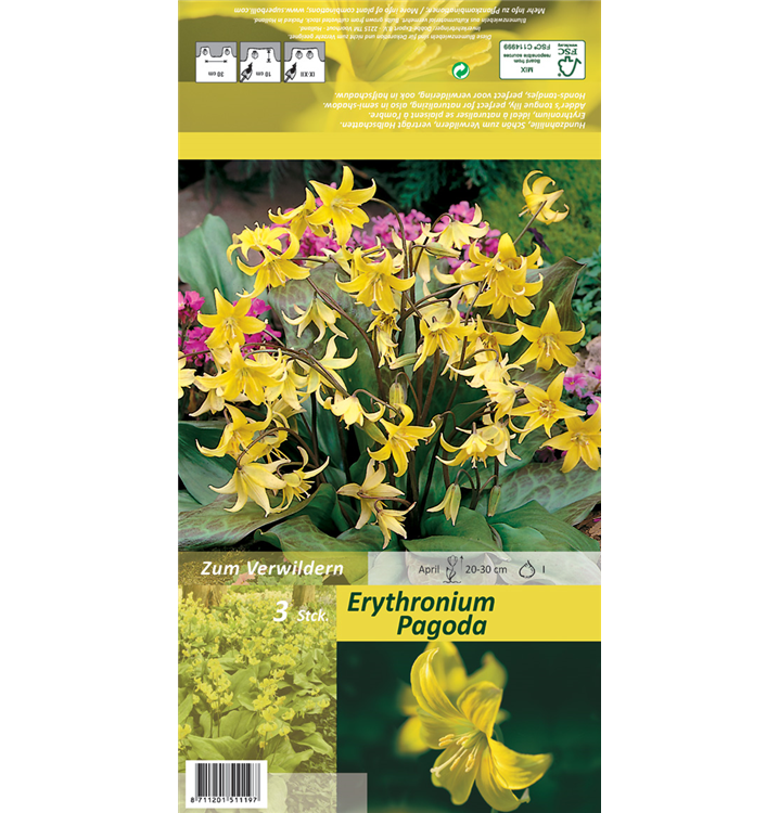 Erythronium tuolumnense 'Pagoda'