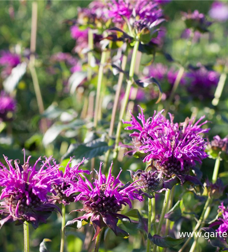 Indianernessel Indianernessel