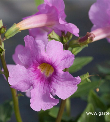 Incarvillea delavayi