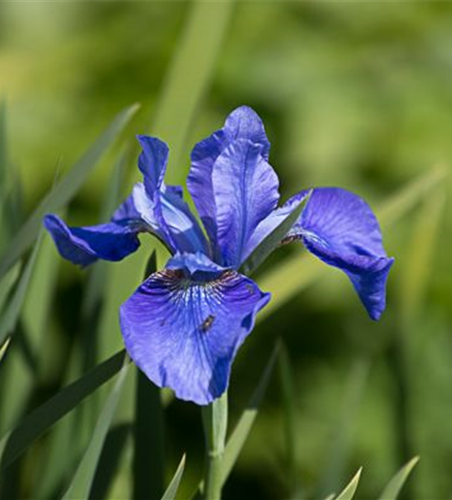 Iris sibirica